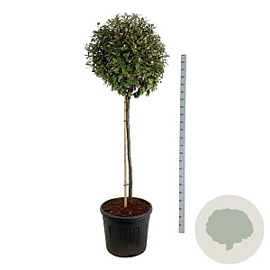 Elaeagnus ebb. 'Compacta' 120 cm stam cont. 90L extra