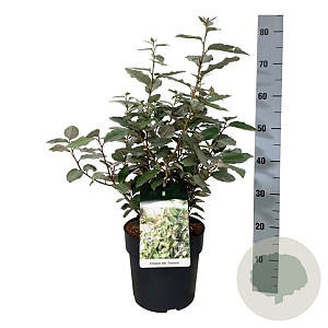 Elaeagnus ebb. 'Compacta' 40-50 cm 6L