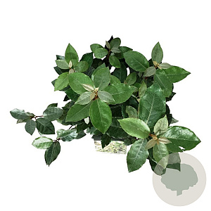 Elaeagnus ebb. 'Compacta' 40-50 cm 6L