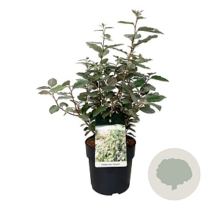 Elaeagnus ebb. 'Compacta' 40-50 cm 6L