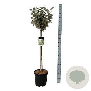 Elaeagnus ebb. 'Compacta' 90 cm stam 15L