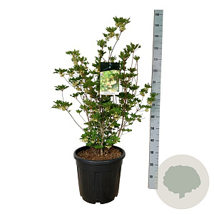 Enkianthus camp. Prettycoat 80-100 cm 30L extra