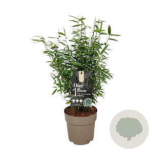 Fargesia 'Black Dragon' 60-80 cm 6L