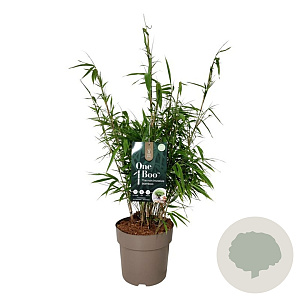 Fargesia rufa 50-60 cm 6L