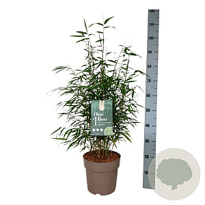 Fargesia robusta 'Wenchuan' 60-80 cm 6L