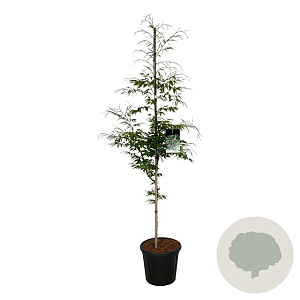 Fagus syl. 'Aspleniifolia' 175-200 cm 30L extra