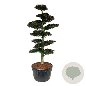 Fagus syl. 'Atropunicea' 225-250 cm cont. 285L bonsai