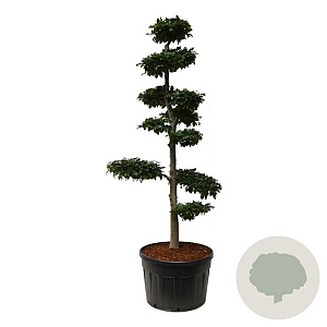 Fagus sylvatica 225-250 cm cont. 285L bonsai