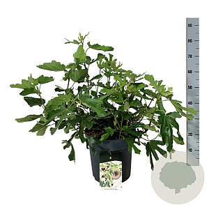 Ficus car. Little Miss Figgy 50-60 cm 15L