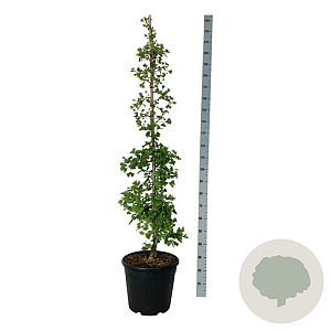 Ginkgo biloba 'China Pendula' 150-175 cm 30L extra