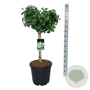 Ginkgo bil. 'Mariken' 60 cm stam 30L