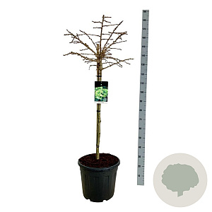 Ginkgo bil. 'Mariken' 90 cm stam 30L