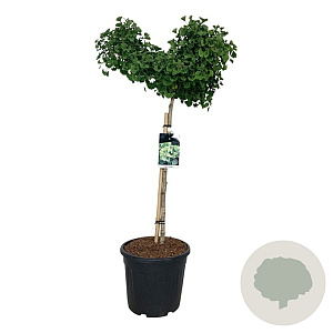 Ginkgo bil. 'Mariken' 90 cm stam 30L
