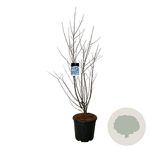 Halesia carolina 125-150 cm 30L extra