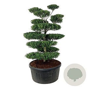 Ilex crenata 'Blondie' 150-175 cm cont. 240L bonsai