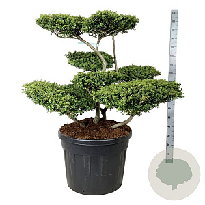 Ilex crenata 'Convexa' 80-100 cm cont. 110L bonsai