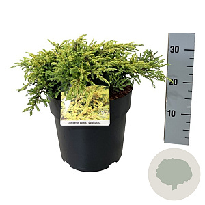 Juniperus comm. 'Goldschatz' 40-50 cm 6L
