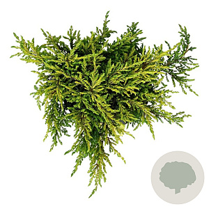 Juniperus comm. 'Goldschatz' 40-50 cm 6L