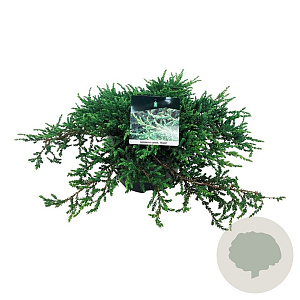 Juniperus communis 'Ristol' 50-60 cm 6L