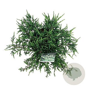 Juniperus communis 'Ristol' 50-60 cm 6L