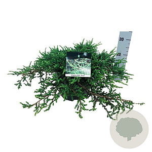 Juniperus communis 'Ristol' 50-60 cm 6L