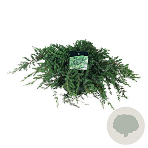 Juniperus conferta 'Schlager' 40-50 cm 6L