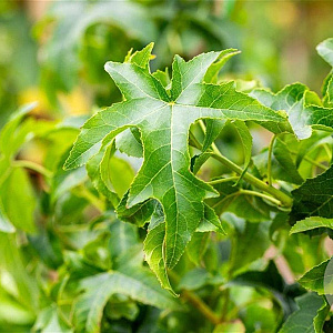 Liquidambar s. 'Lane Roberts' 20-25 HO draadkluit