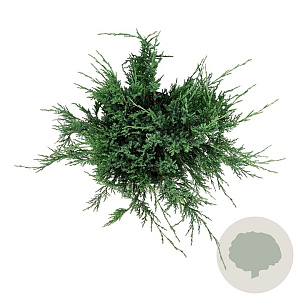 Juniperus h. 'Agnieszka' 50-60 cm 6L