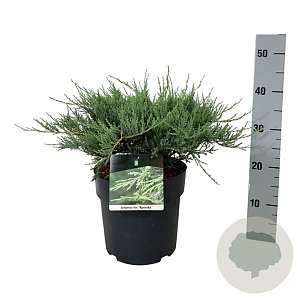Juniperus h. 'Agnieszka' 50-60 cm 6L
