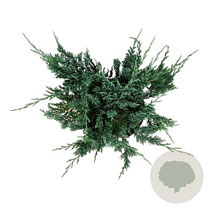 Juniperus h. 'Blue Chip' 40-50 cm 6L