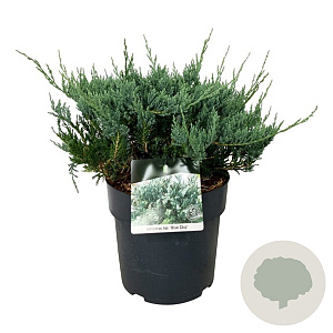Juniperus h. 'Blue Chip' 40-50 cm 6L