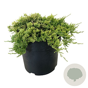Juniperus h. 'Golden Carpet' 30-40 cm 6,5L