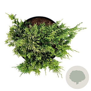 Juniperus h. 'Golden Carpet' 30-40 cm 6,5L