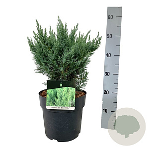 Juniperus pf. 'Blue Chiffon' 30-40 cm 6,5L