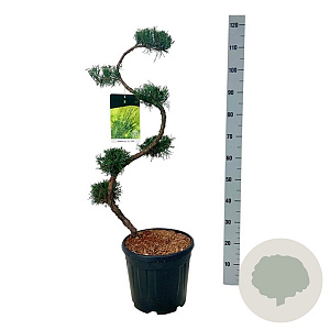 Juniperus pf. 'Mint Julep' 80 cm 15L bonsai