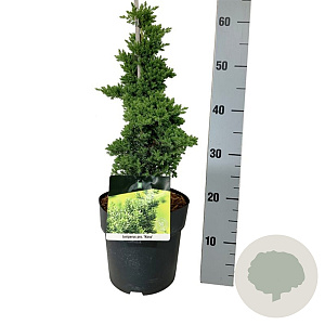 Juniperus procumbens 'Nana' 40-50 cm 4,5L piramide