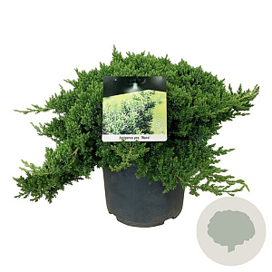 Juniperus procumbens 'Nana' 50-60 cm 6L