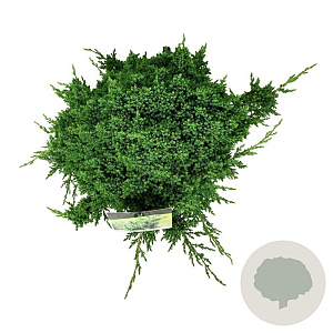 Juniperus procumbens 'Nana' 50-60 cm 6L
