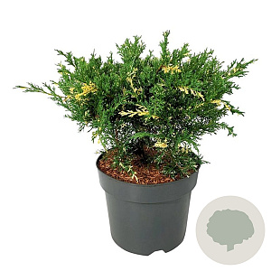 Juniperus pf. 'White Splash' 40-50 cm 6L
