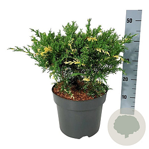 Juniperus pf. 'White Splash' 40-50 cm 6L