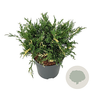 Juniperus pf. 'White Splash' 40-50 cm 6L