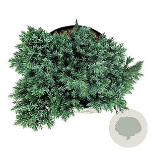 Juniperus squamata 'Blue Star' 30-40 cm 6,5L