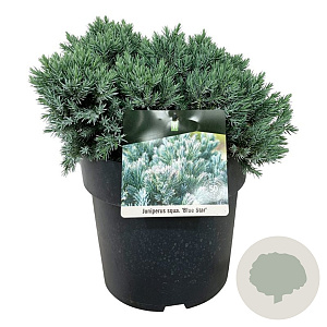 Juniperus squamata 'Blue Star' 30-40 cm 6,5L