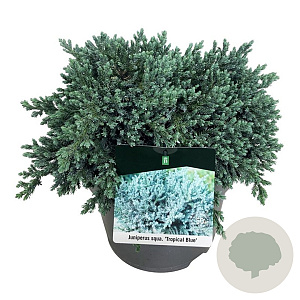 Juniperus squamata 'Tropical Blue' 30-40 cm 6,5L