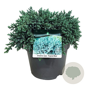 Juniperus squamata 'Tropical Blue' 30-40 cm 6,5L