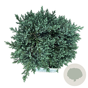 Juniperus squamata 'Tropical Blue' 30-40 cm 6,5L