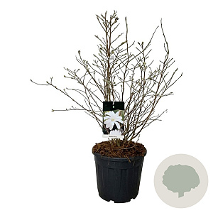 Magnolia stellata 80-100 cm 30L extra