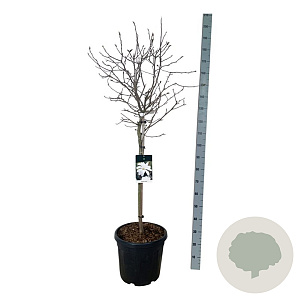 Magnolia stellata 80 cm stam 30L