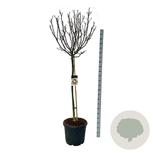 Magnolia 'Susan' 120 cm stam cont. 55L extra