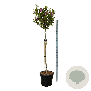 Magnolia 'Susan' 150 cm stam cont. 55L